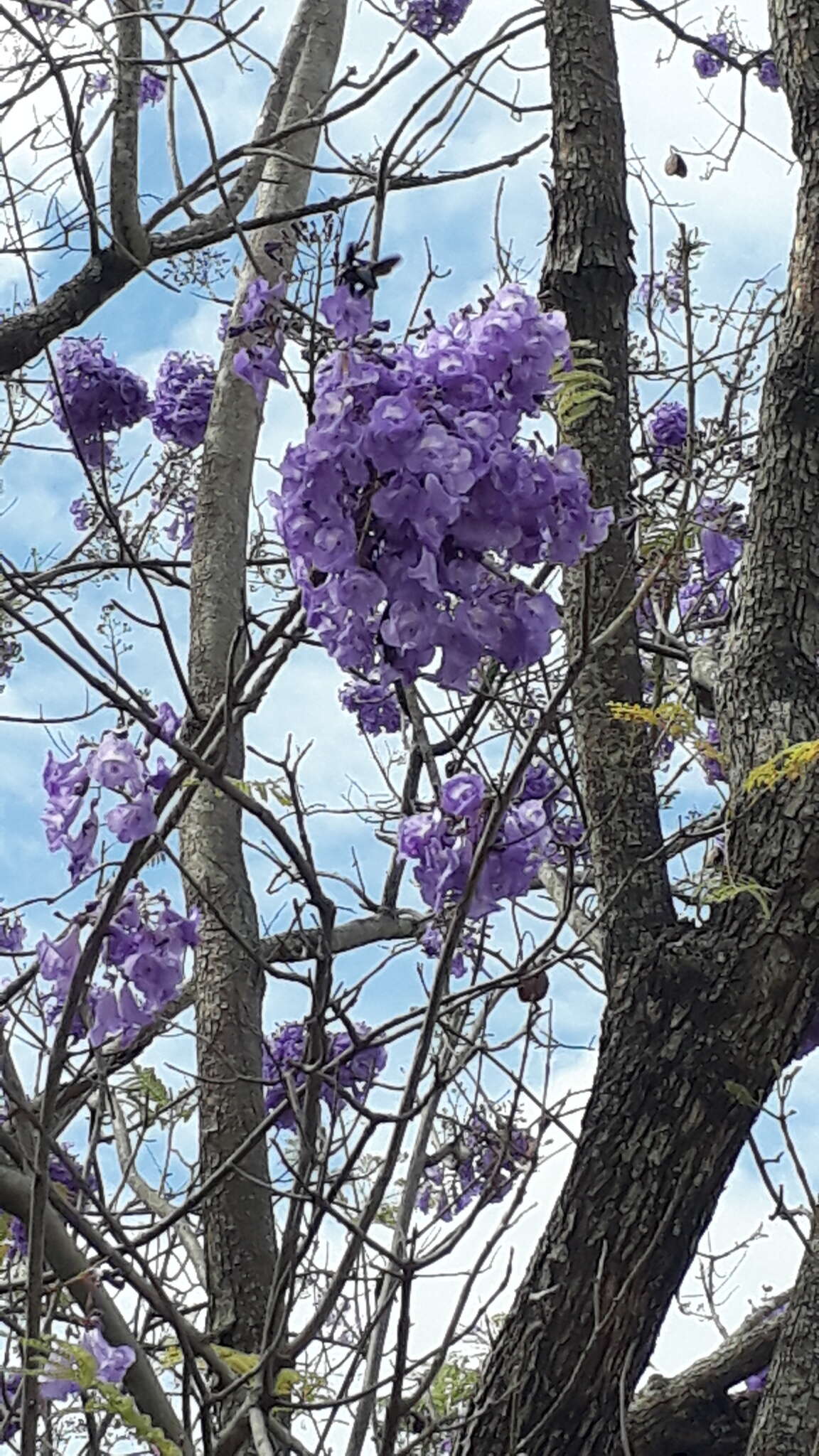 Plancia ëd Jacaranda caucana Pittier