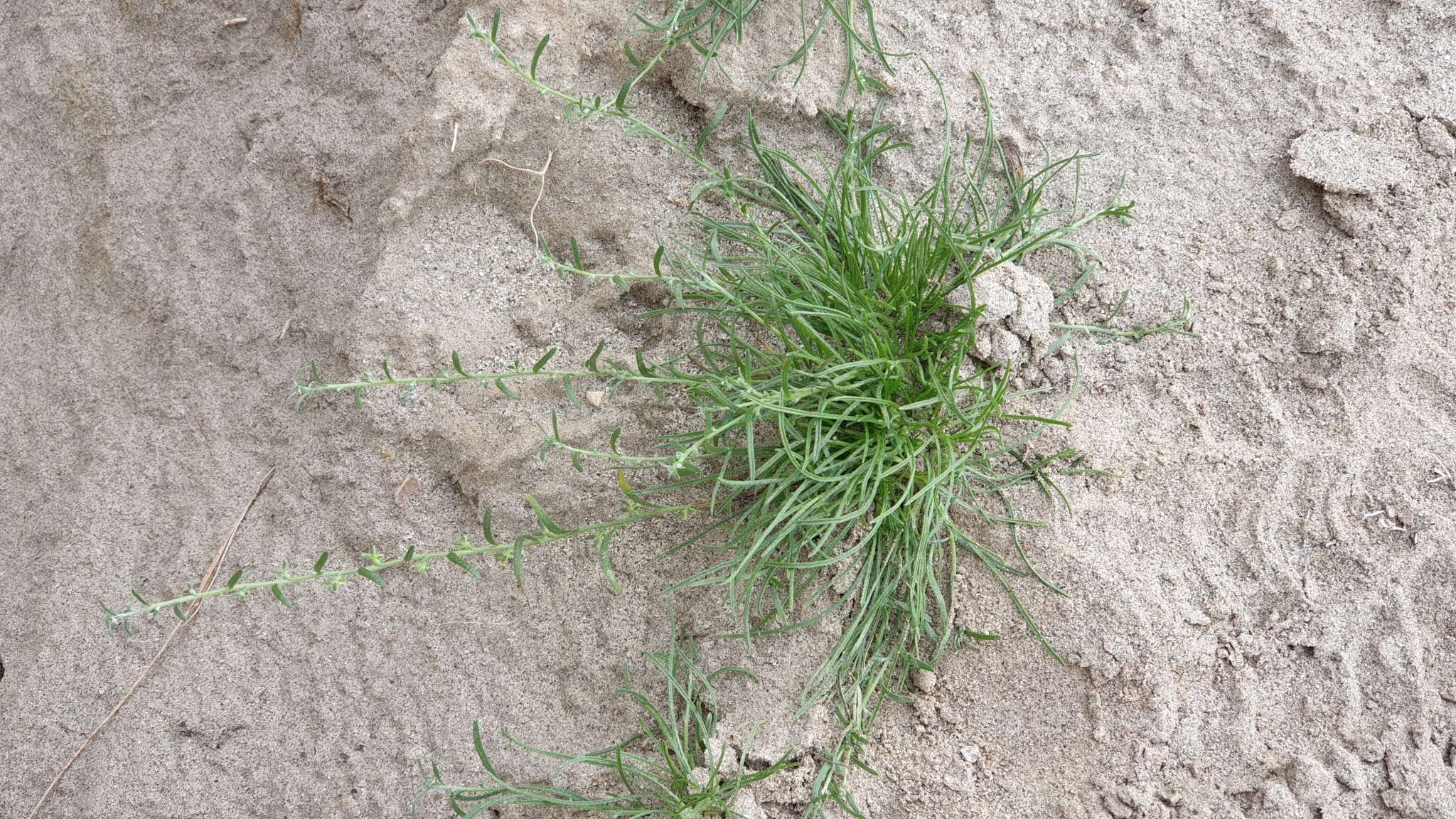 Image of chuckwalla combseed