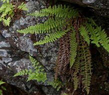 Image de Dryopteris fragrans (L.) Schott