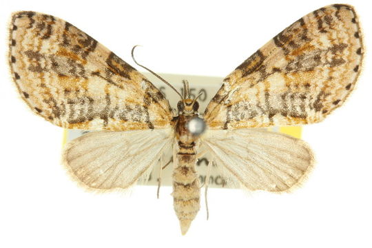 Image of <i>Sauris commoni</i> Dugdale 1980