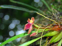 Image of Maxillaria meleagris Lindl.