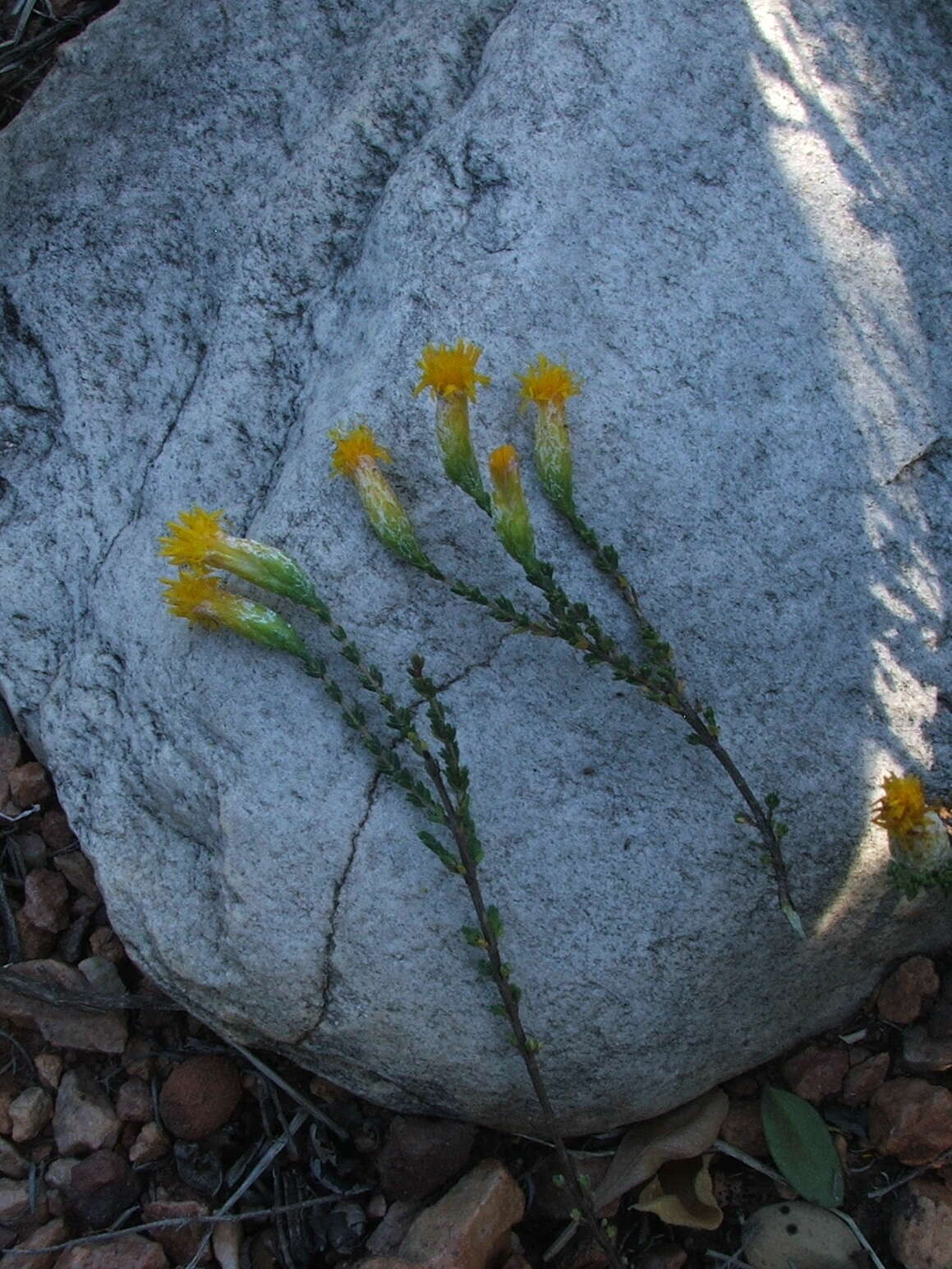 Imagem de Pteronia glomerata L. fil.