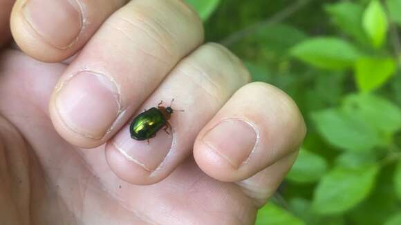 صورة <i>Plagiosterna adamsii</i>