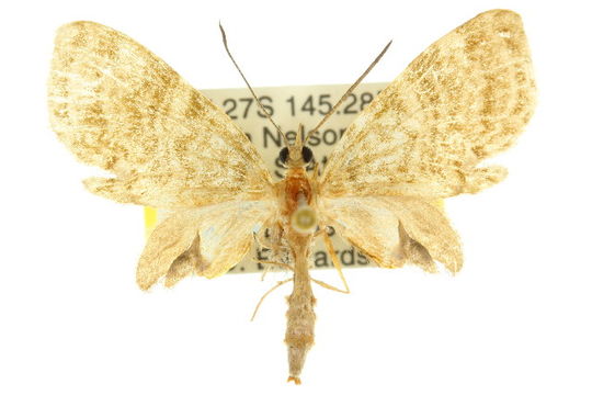 Image of <i>Sauris plumipes</i> Dugdale 1980