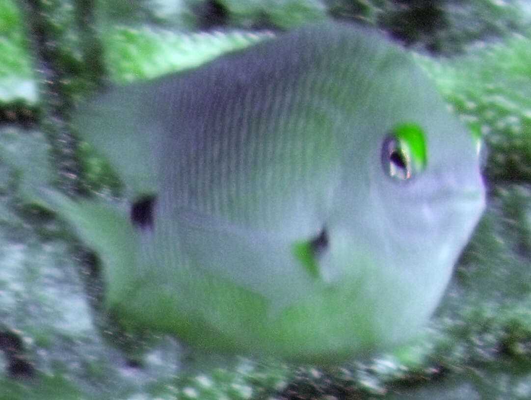 Image of Threespot Damselfish