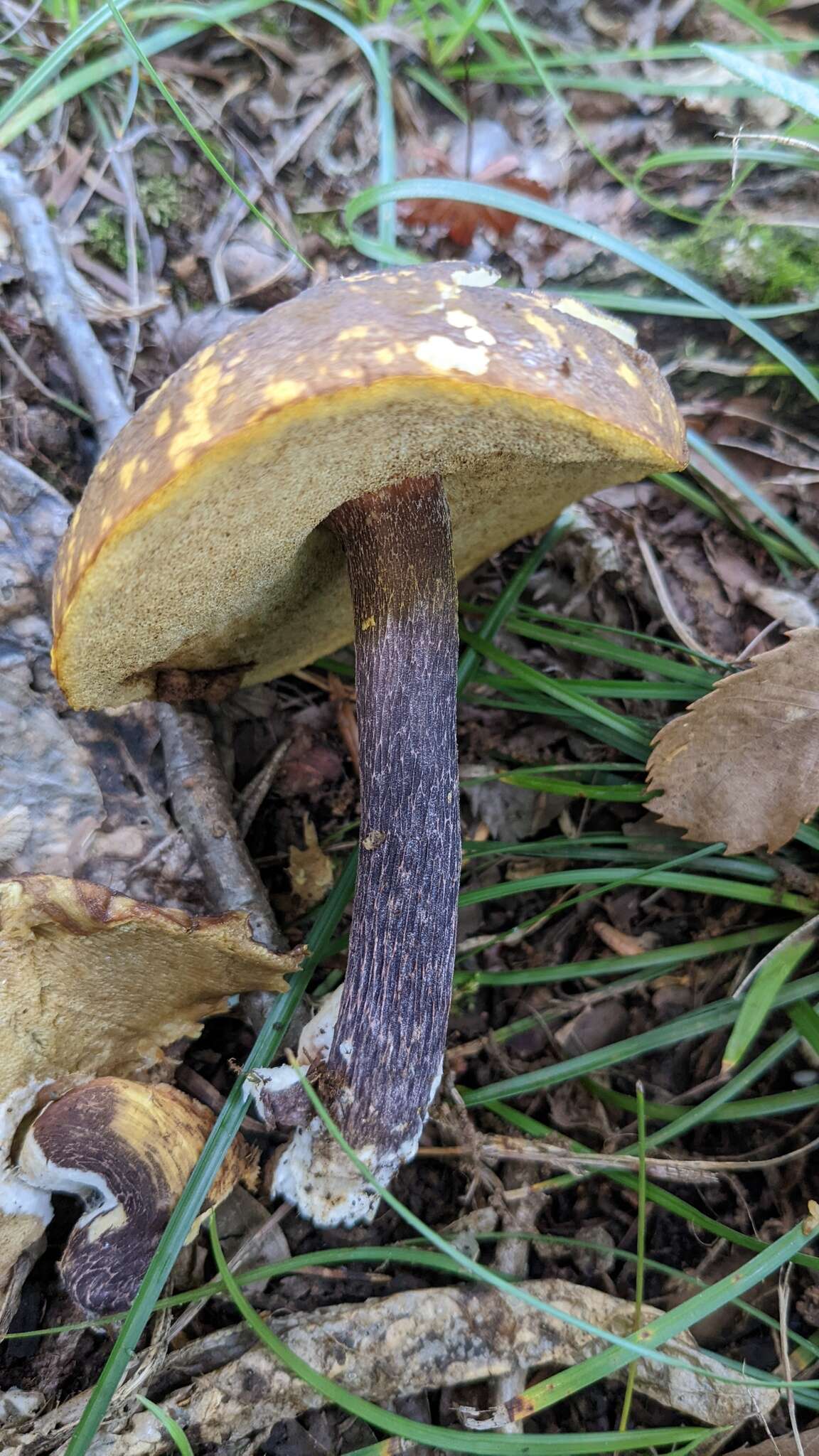 Image of Boletus violaceofuscus W. F. Chiu 1948