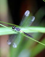 Image of Brachygonia ophelia Ris 1910