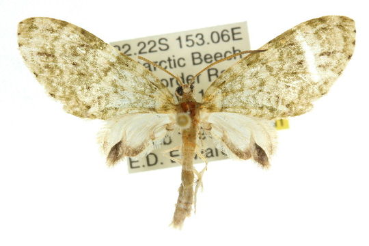 Image of <i>Sauris malaca</i> Meyrick 1891