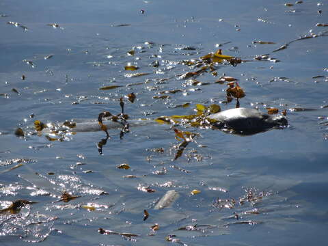 Image of Pacific harbor seal