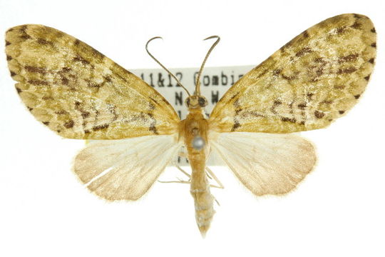 Image of <i>Sauris malaca</i> Meyrick 1891