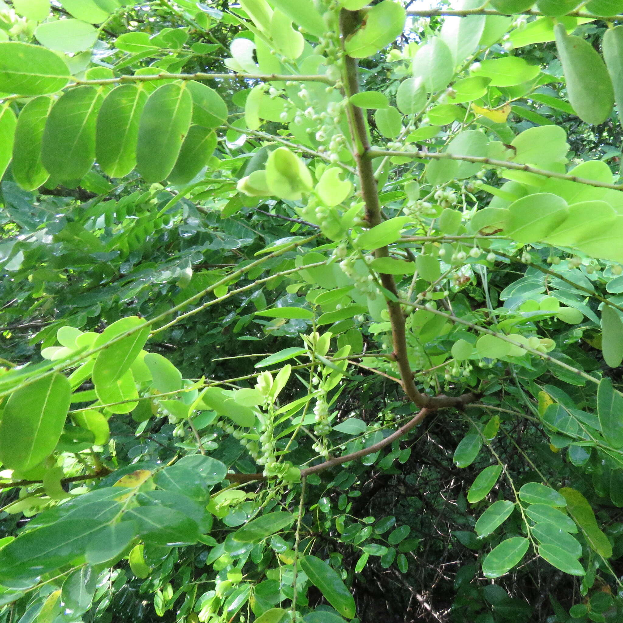 Image de Phyllanthus novae-hollandiae Müll. Arg.