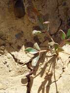 Image of Oxalis dines Ornduff