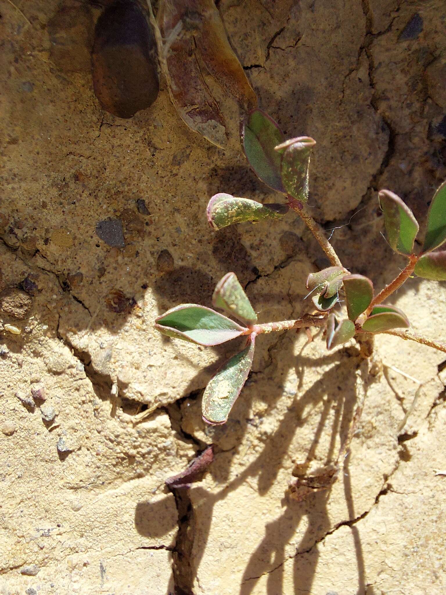 Image de Oxalis dines Ornduff