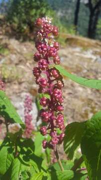 Image of Phytolacca rugosa A. Br. & Bouche