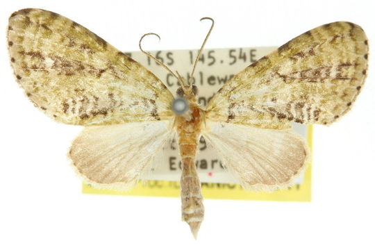 Image of <i>Sauris melanosterna</i> Dugdale 1980