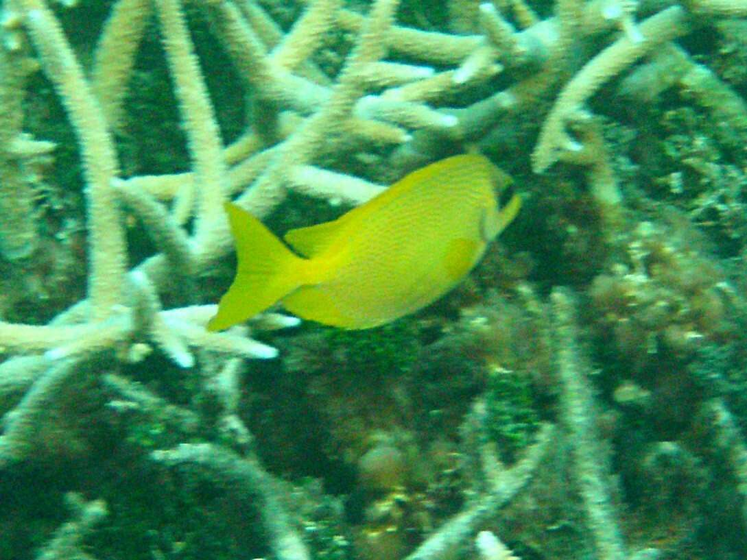 Image of Coral rabbitfish