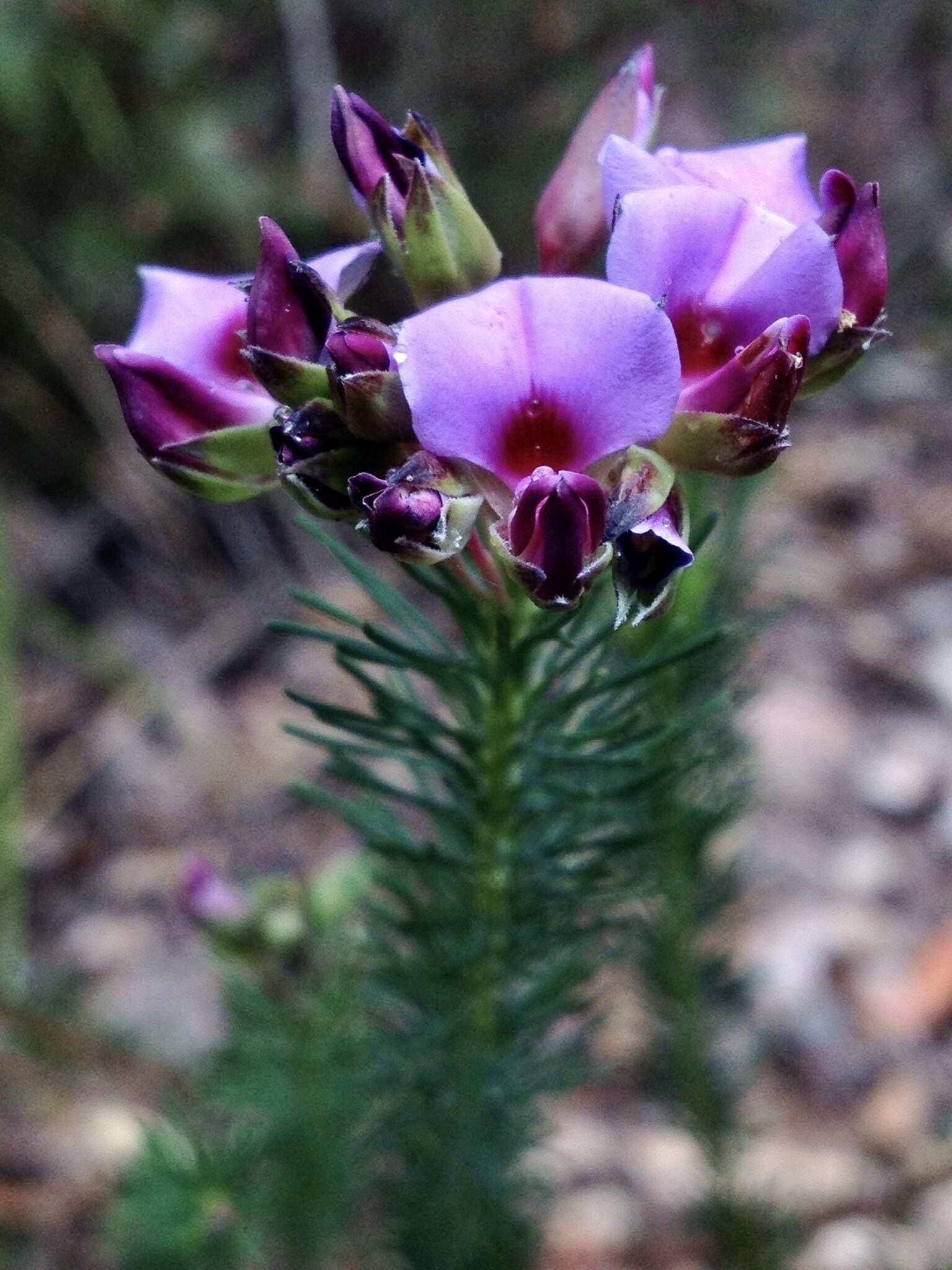 Image of Gompholobium confertum (DC.) Crisp