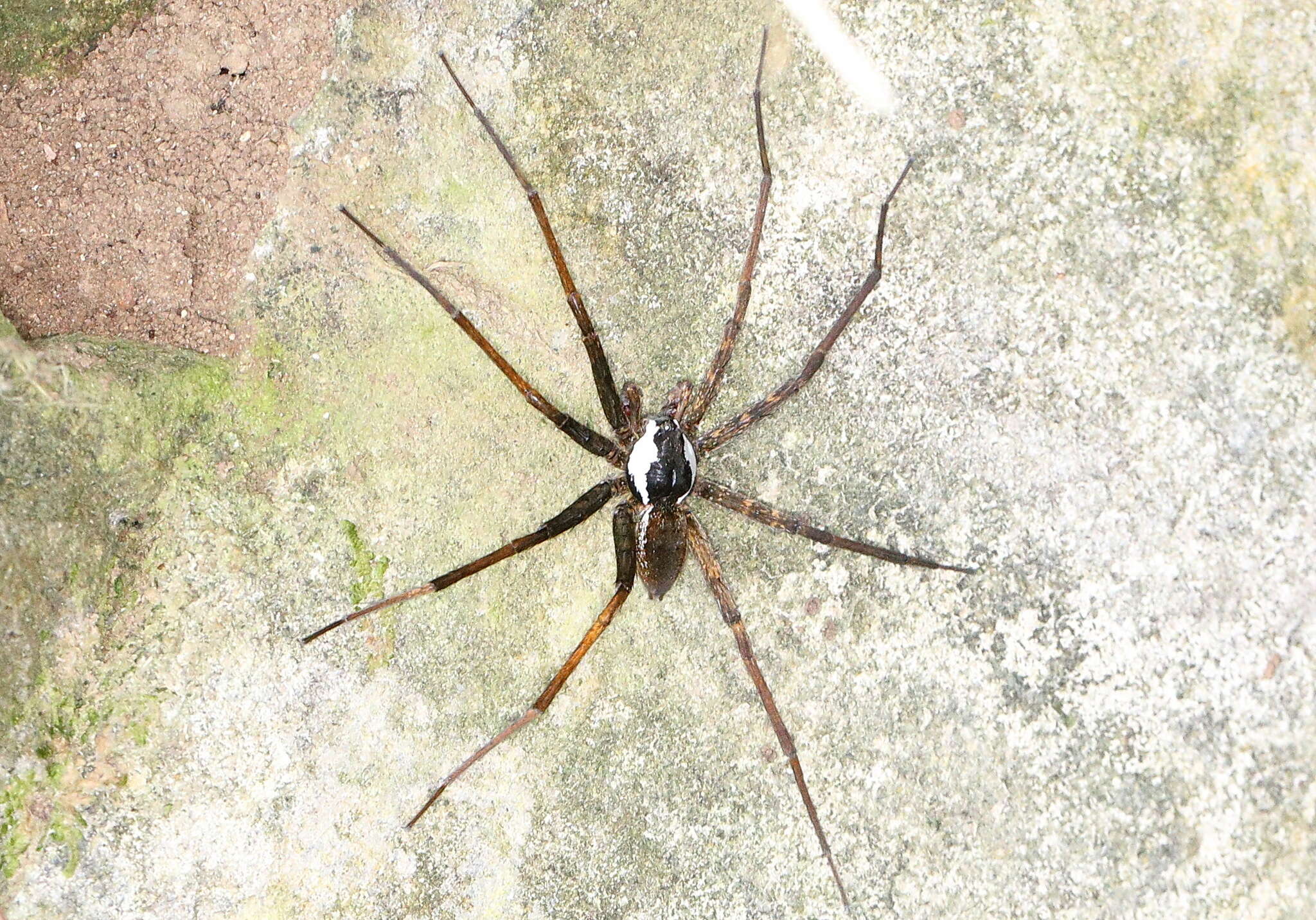 صورة Dolomedes raptor Bösenberg & Strand 1906