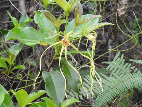 Слика од Strophanthus divaricatus (Lour.) Hook. & Arnott