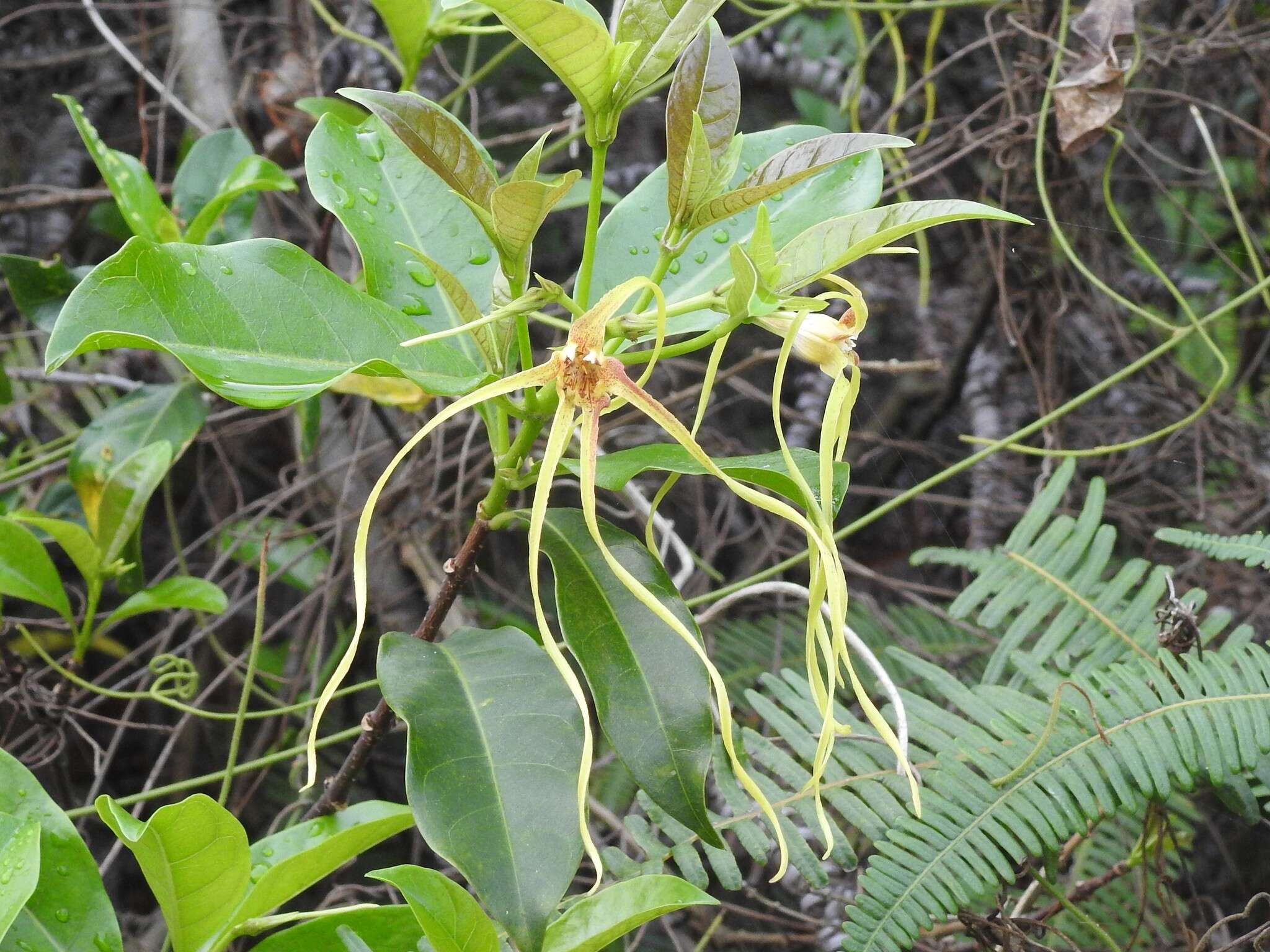 Image de Strophanthus divaricatus (Lour.) Hook. & Arnott