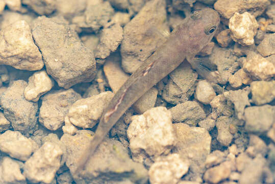 صورة Mugilogobius abei (Jordan & Snyder 1901)