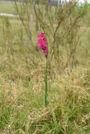 Plancia ëd Gladiolus byzantinus Mill.