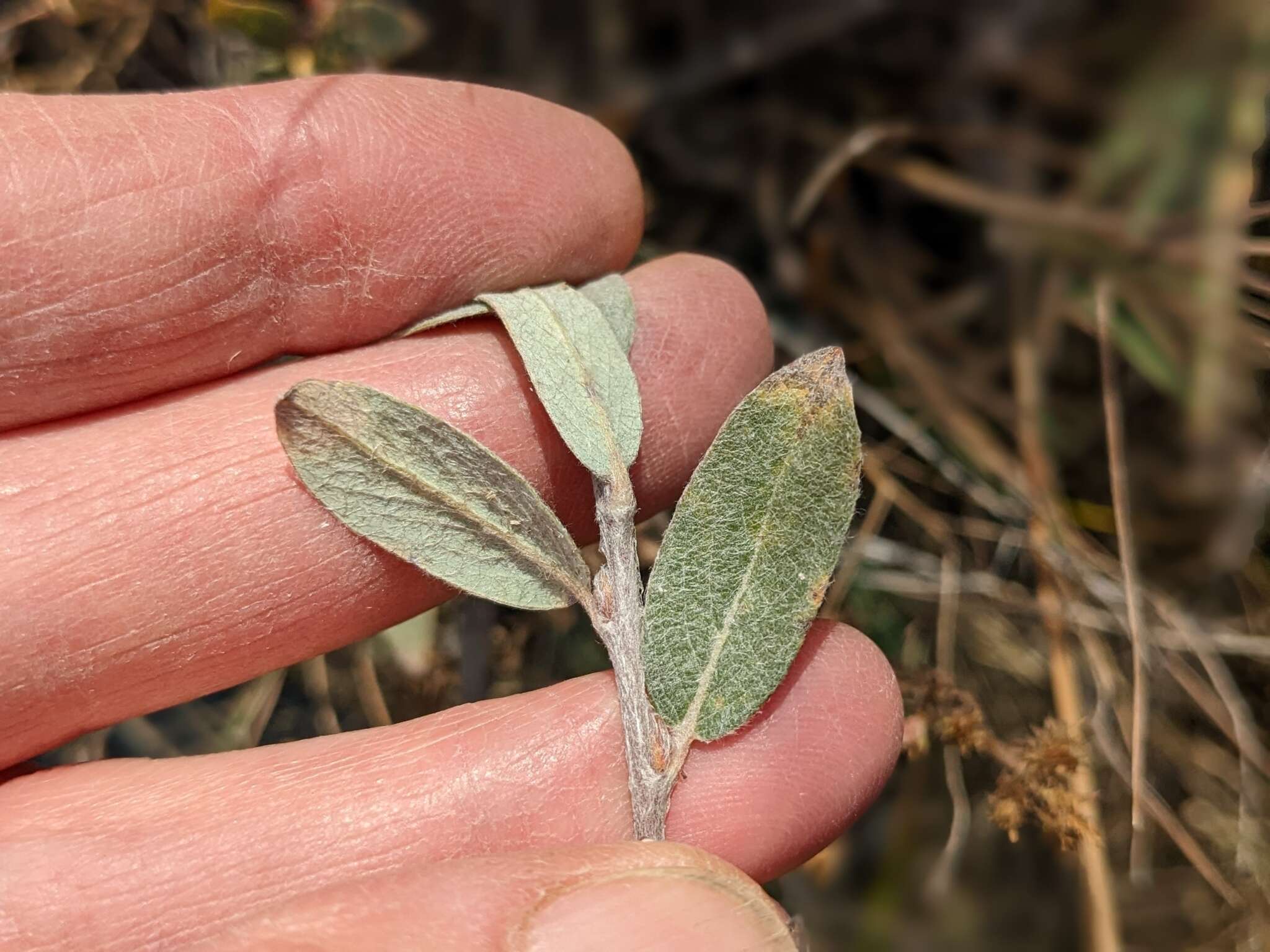 Salix brachycarpa Nutt.的圖片