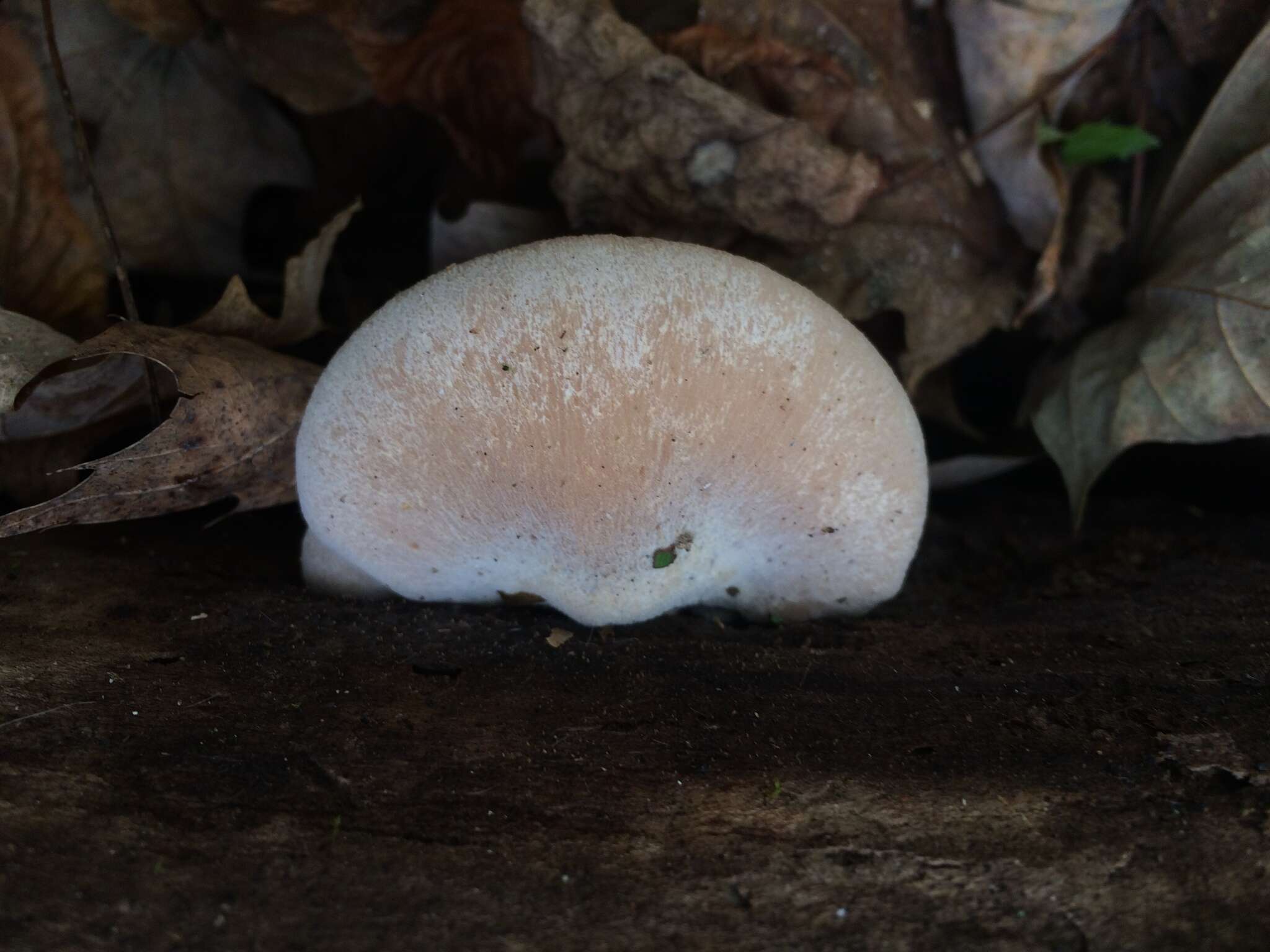 Слика од Lentinellus ursinus (Fr.) Kühner 1926