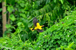 Image of Black-naped Oriole