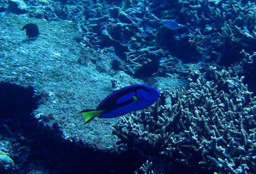 Image of Paracanthurus