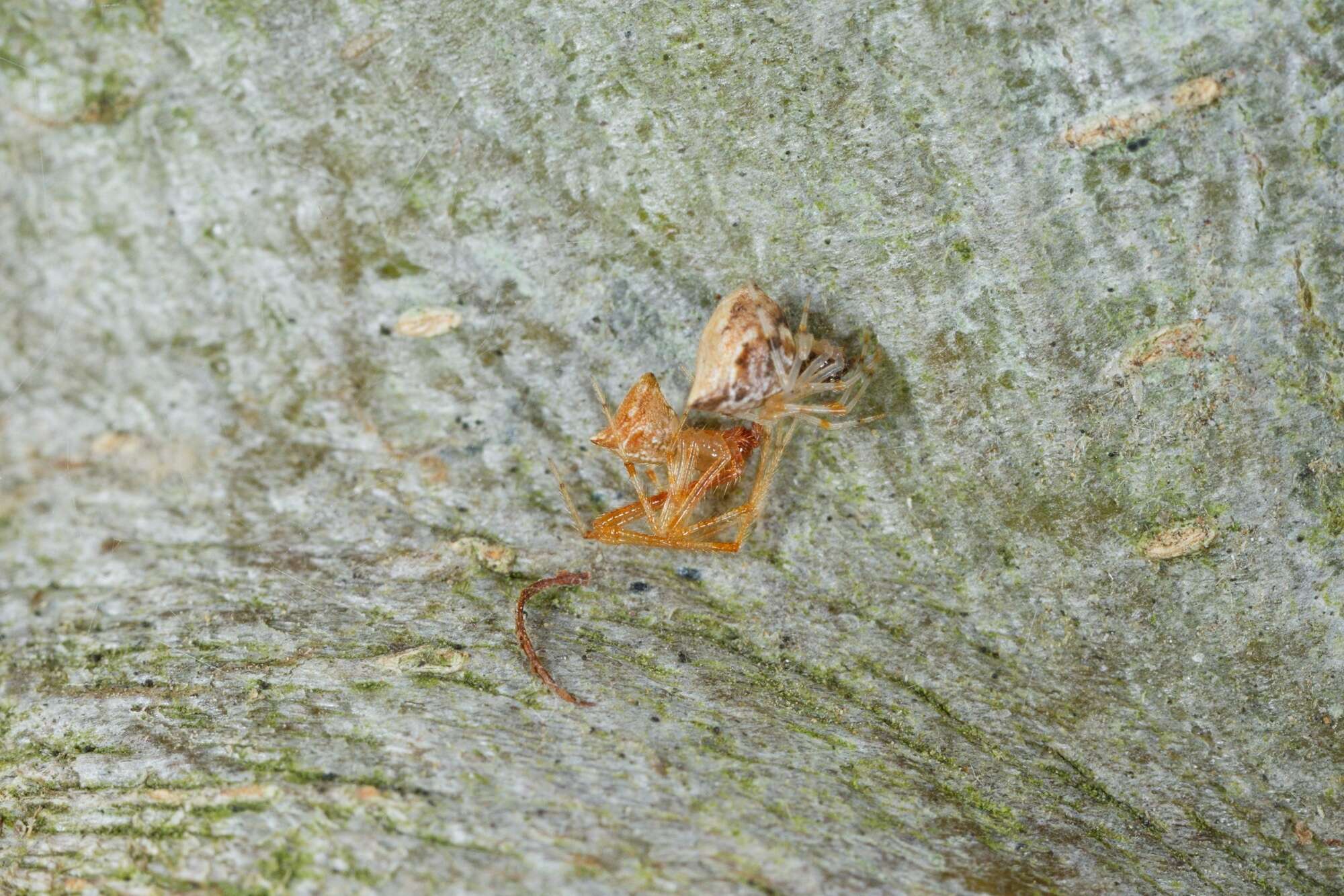 Sivun Cryptachaea meraukensis (Chrysanthus 1963) kuva