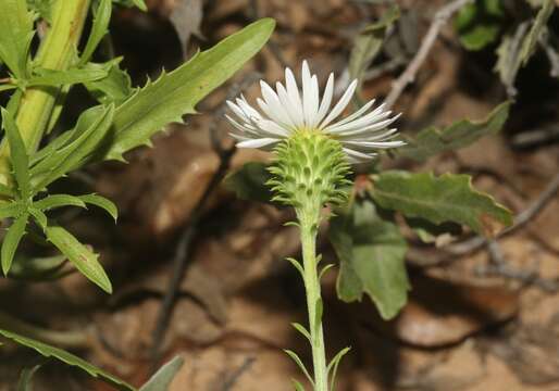 Imagem de Dieteria canescens var. glabra (A. Gray) D. R. Morgan & R. L. Hartman