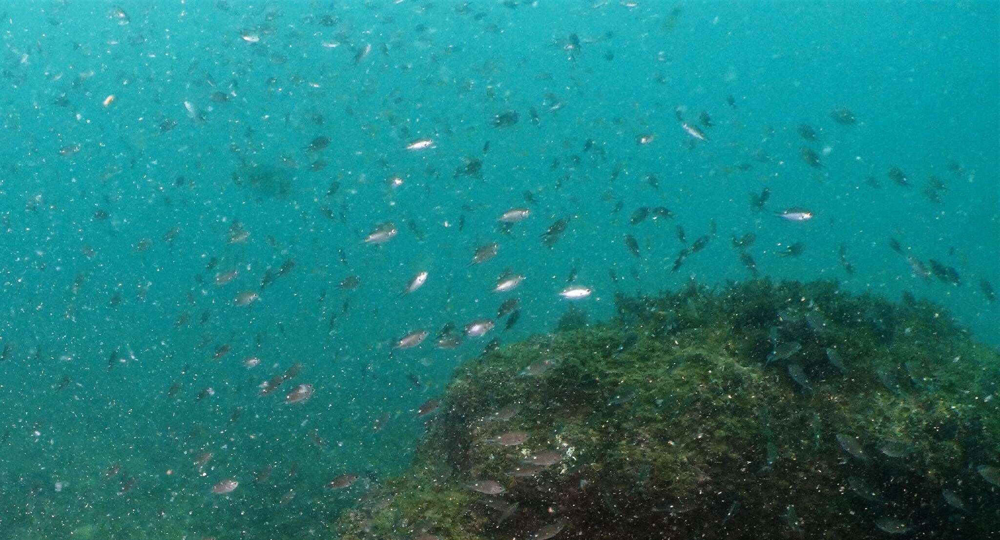 Image of Pearl-spot Chromis