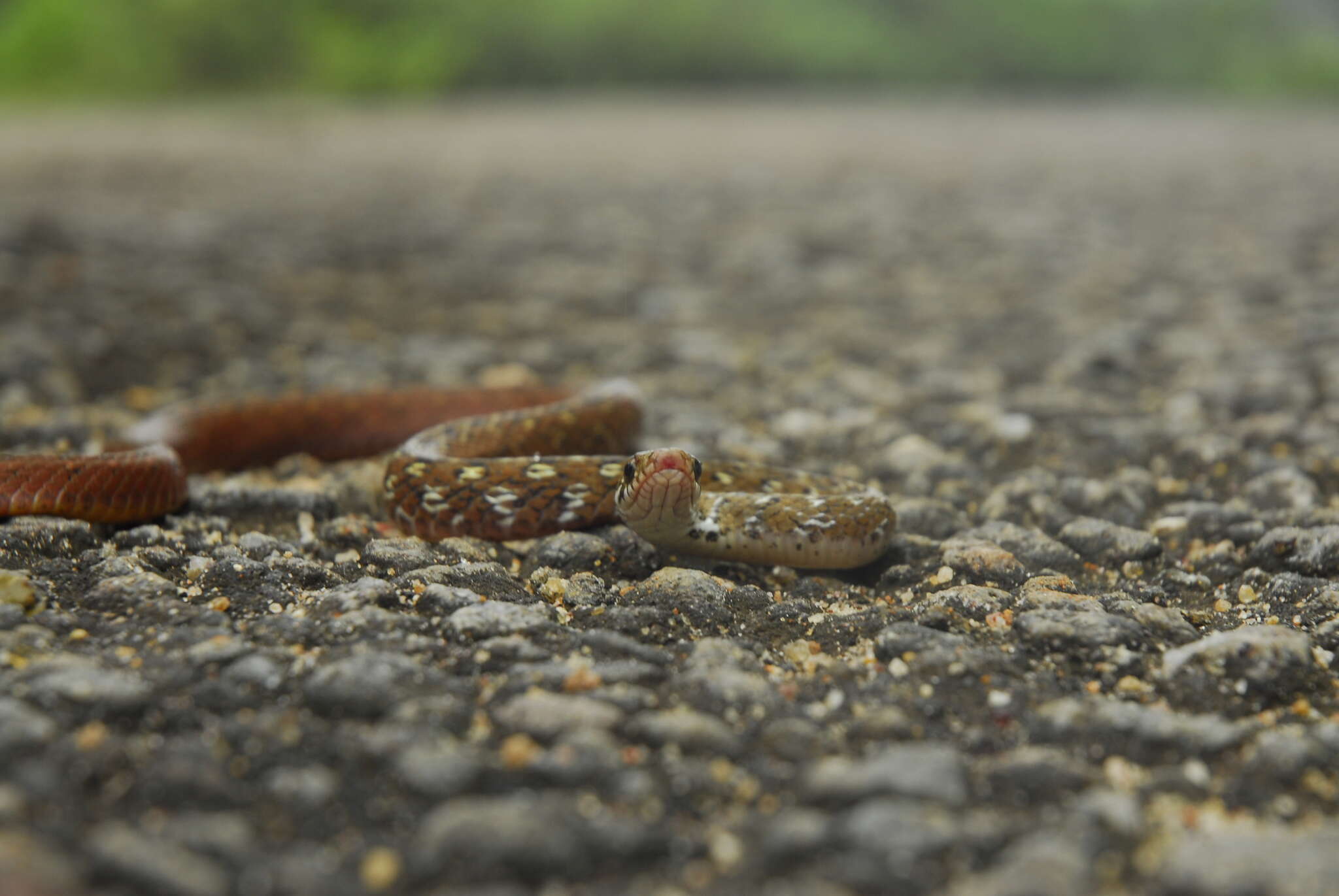 Image of Beddome’s Keelback