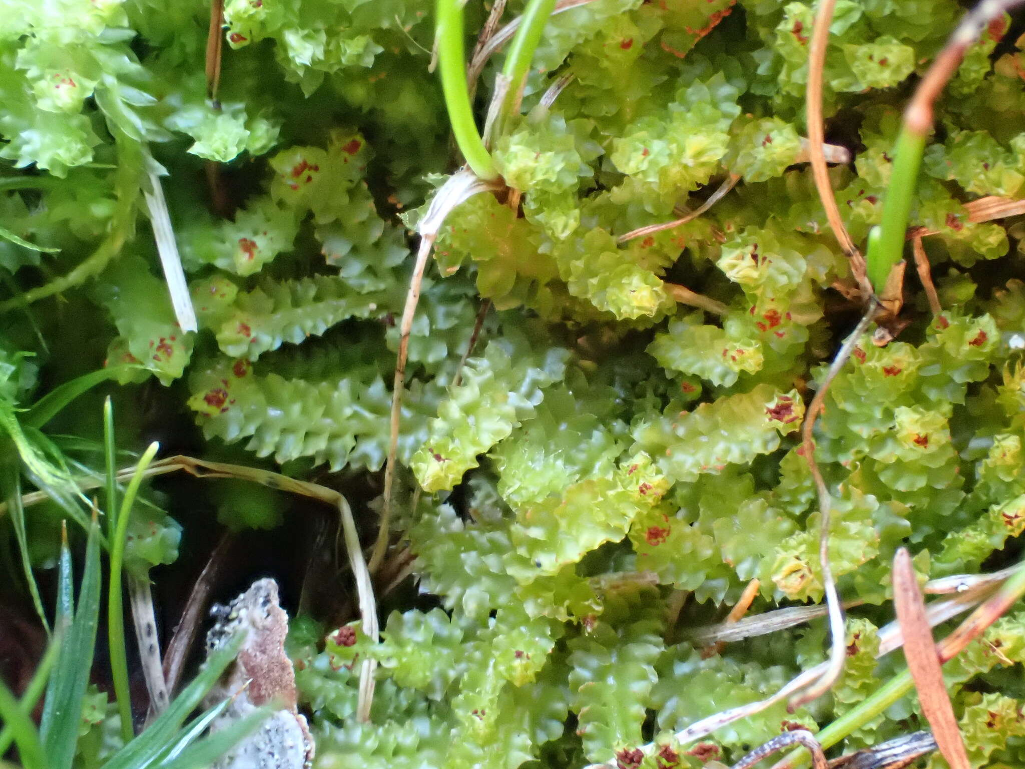 Image of Barbilophozia hatcheri (A. Evans) Loeske