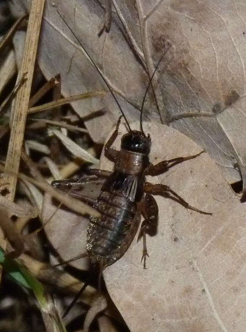 Image of ground cricket