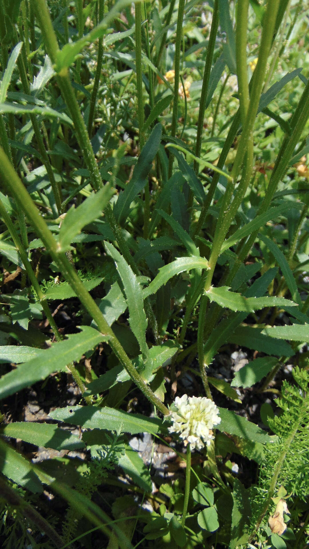 Слика од Leucanthemum adustum (Koch) Gremli