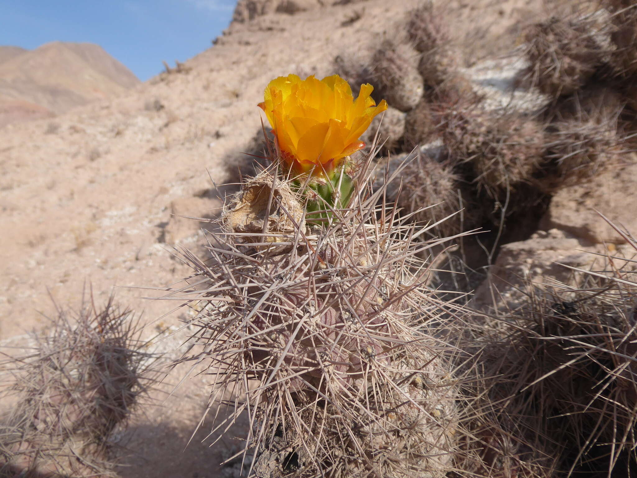 Cumulopuntia sphaerica (C. F. Först.) E. F. Anderson resmi