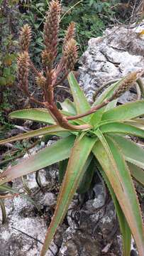 Image of Aloe suarezensis H. Perrier