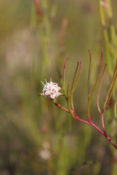 Imagem de Serruria flagellifolia Salisb. ex Knight