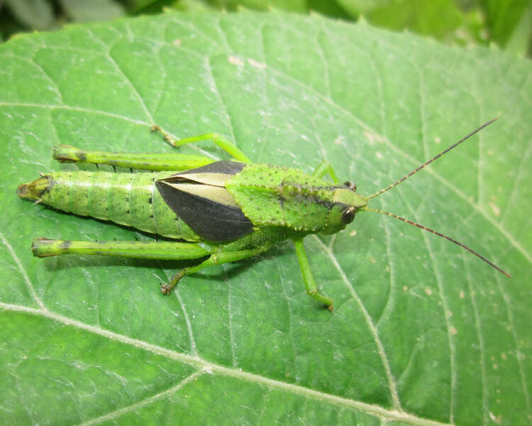 Image of Agriacris aequatoriana (Bolívar & I. 1909)