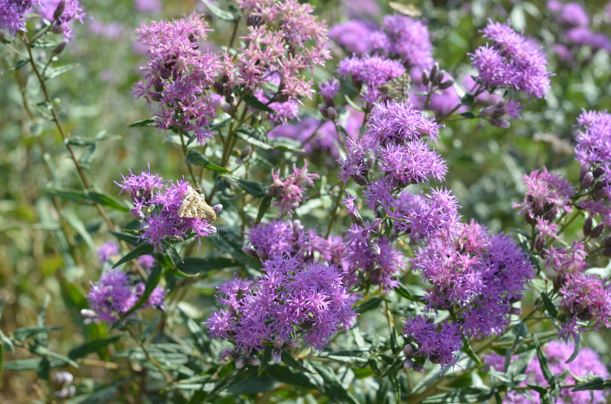 Image of Saussurea elegans Ledeb.