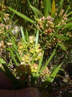 Image de Dodonaea viscosa subsp. angustifolia (L. fil.) J. G. West