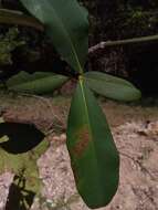 Image of Garcinia pervillei (Planch. & Triana) Vesque