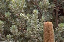 Image of cut-leaf banksia