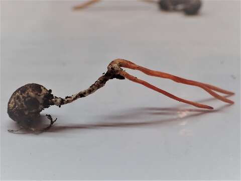 Image de <i>Cordyceps nidus</i>