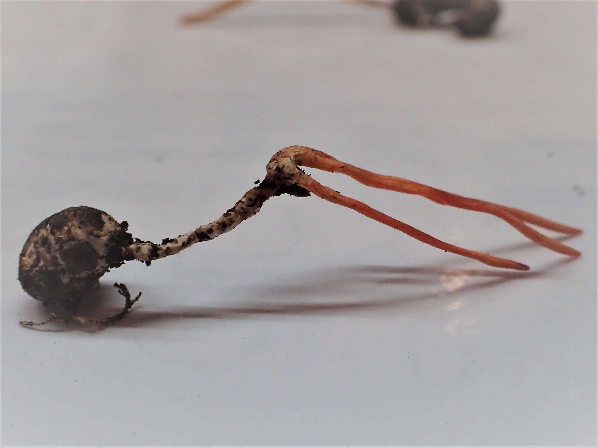 Image of <i>Cordyceps nidus</i>