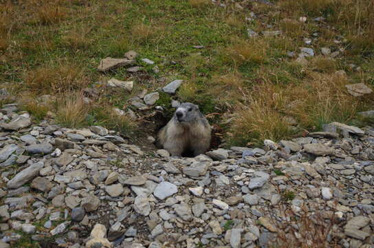 Imagem de Marmota subgen. Marmota Blumenbach 1779