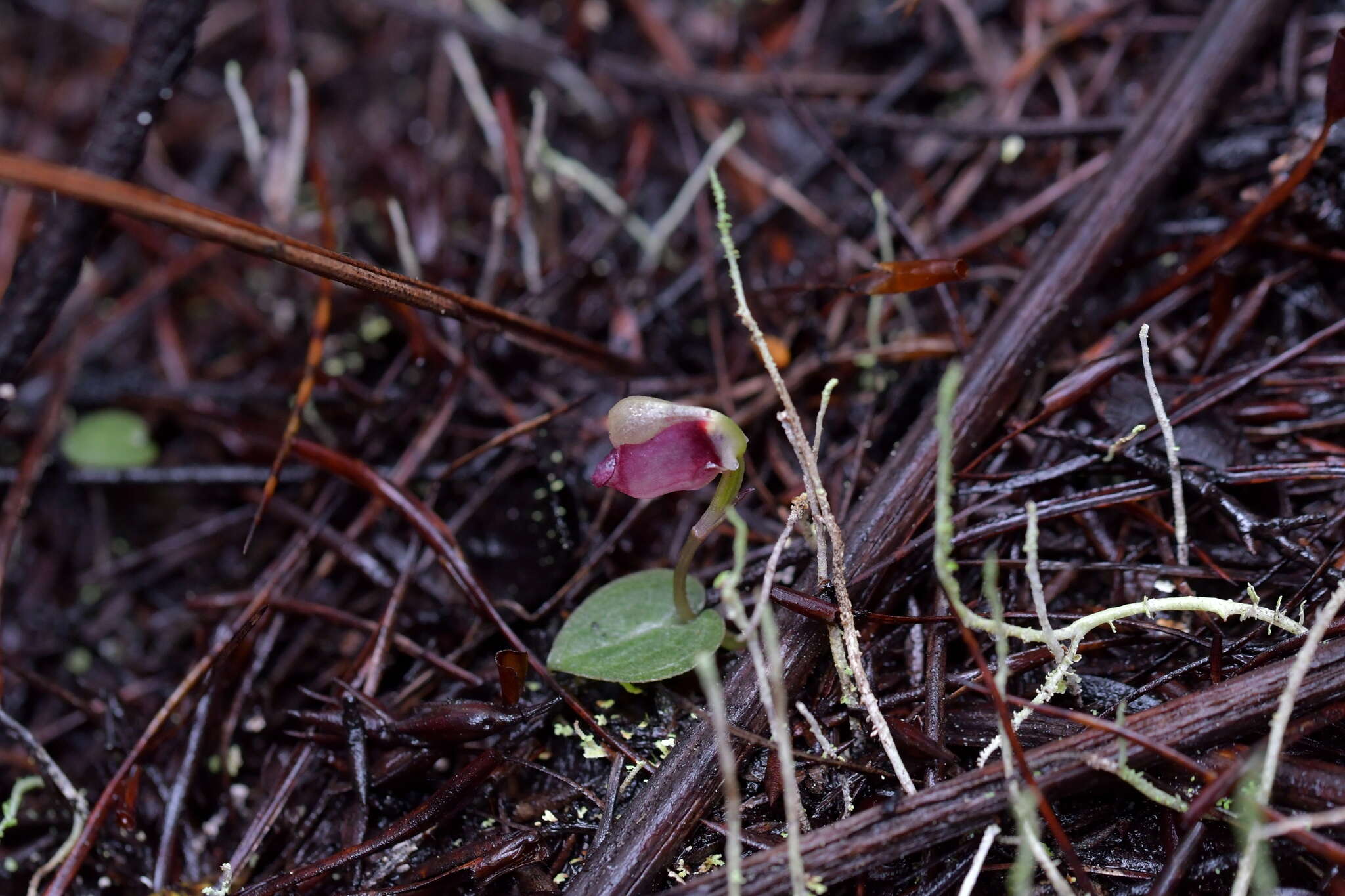 Image of Corybas rotundifolius (Hook. fil.) Rchb. fil.