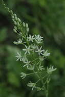 Image of Ornithogalum sphaerocarpum A. Kern.